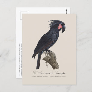 L' Ara Noir a Trompe / Palm Cockatoo  Postcard