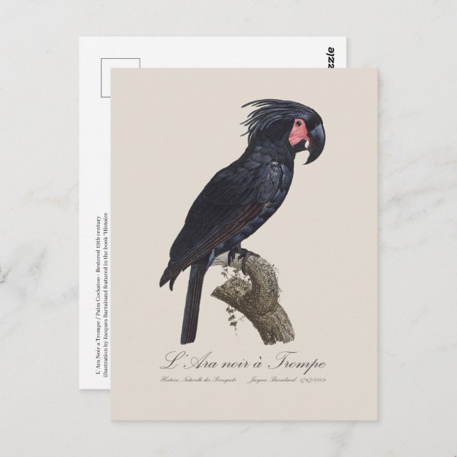 L' Ara Noir a Trompe / Palm Cockatoo  Postcard (Front/Back)