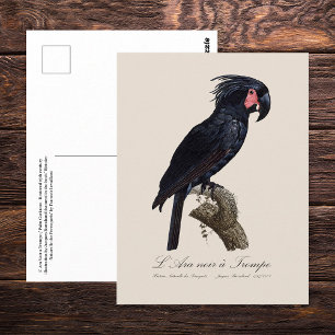 L' Ara Noir a Trompe / Palm Cockatoo  Postcard
