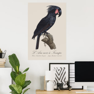 L' Ara Noir a Trompe / Palm Cockatoo Poster