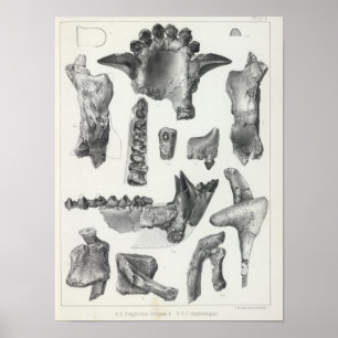 L Coryphodon Poster