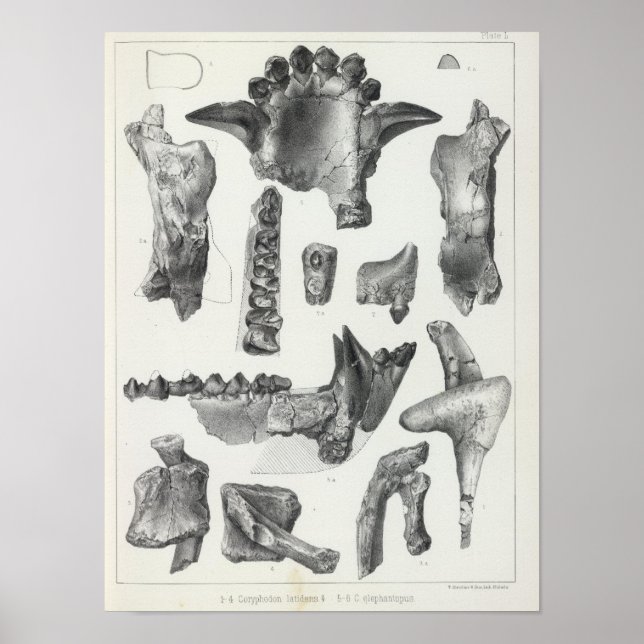 L Coryphodon Poster (Front)
