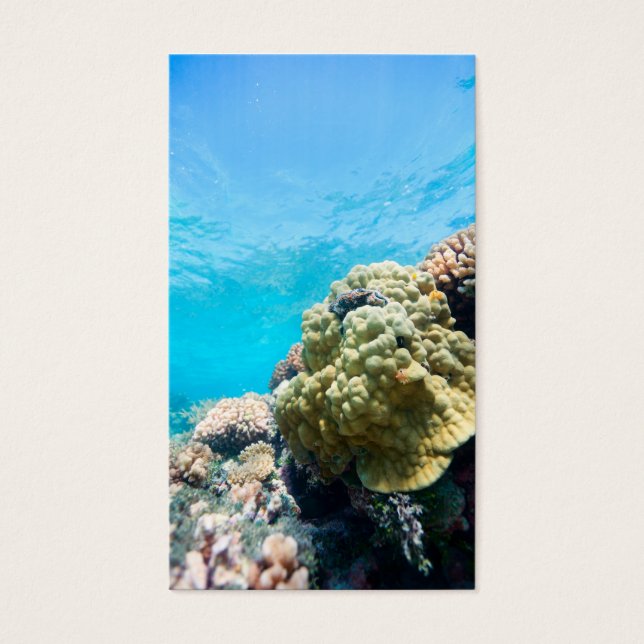 La barrière de corail (Devant)