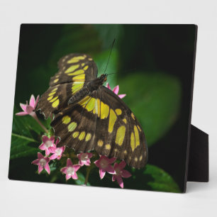 La beauté dans la Plaque des étoiles