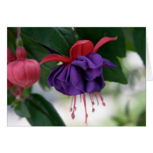 La beauté du fuchsia