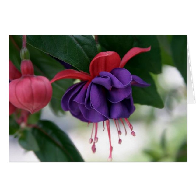 La beauté du fuchsia (Devant horizontal)