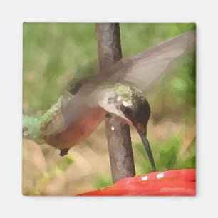 La BG aimant de colibri