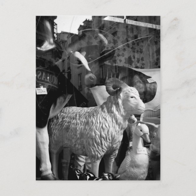 La Campagne à Paris rue Daguerre Sheep postcard (Front)