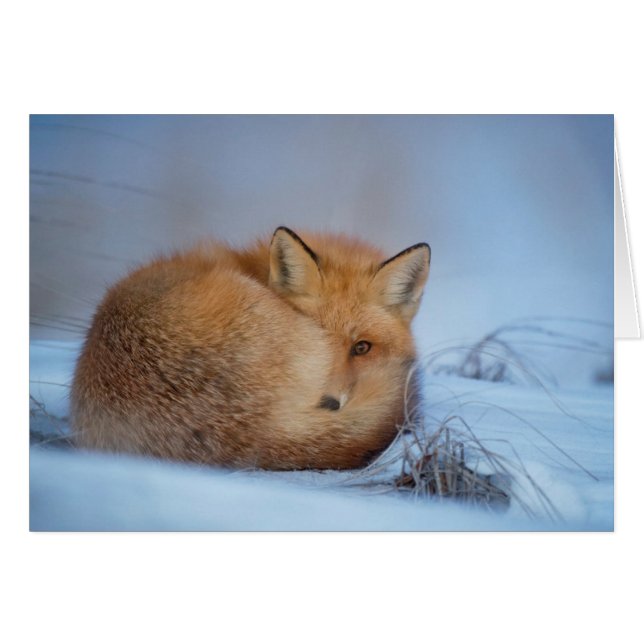 La carte de Fox (Devant horizontal)