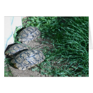 La carte des trois tortues