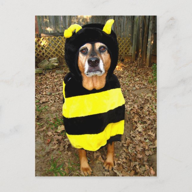 La carte postale d'abeille la plus triste (Devant)