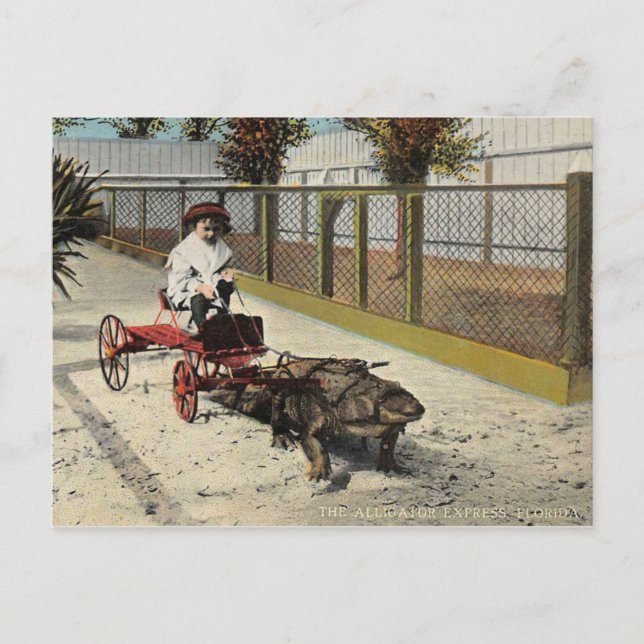 La carte postale du go-cart Alligator (Devant)