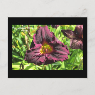 La carte postale du lys de la fête noire