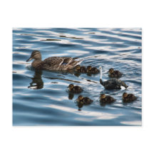 La carte postale du vilain petit canard