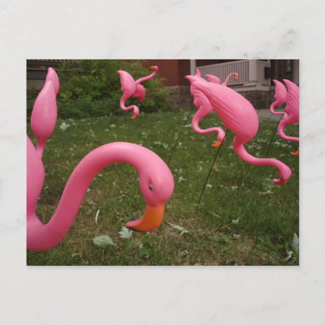 La Carte Postale Marche Des Flamants roses Roses (Devant)