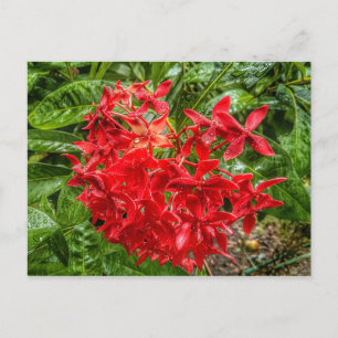 la carte postale Pentas