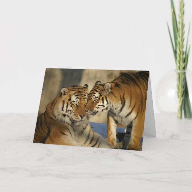La carte Tigers Valentine (Devant)