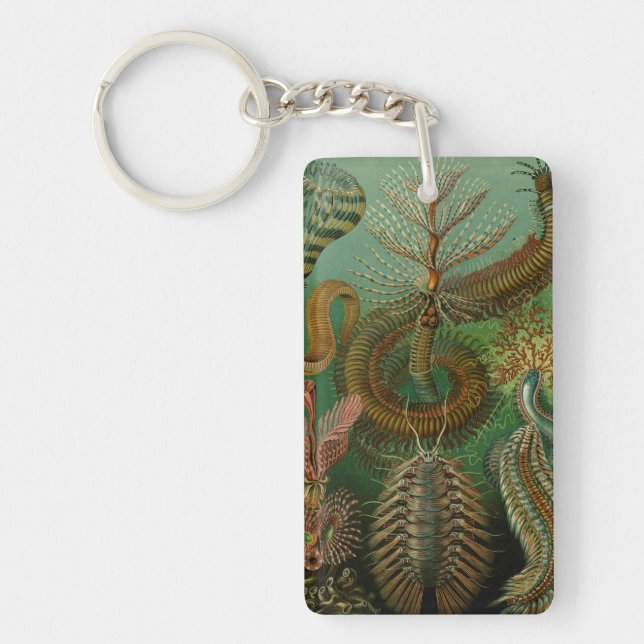 La Chaetopode de Haeckel (Devant)