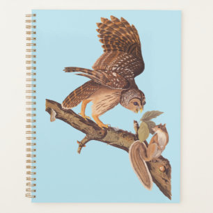 La Chouette barrée d'Audubon et les amis de l'écur