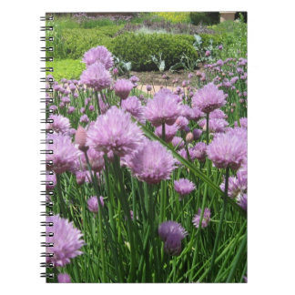 La ciboulette fleurit carnet