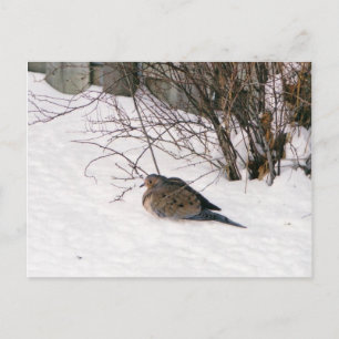 La colombe dans la carte postale de neige