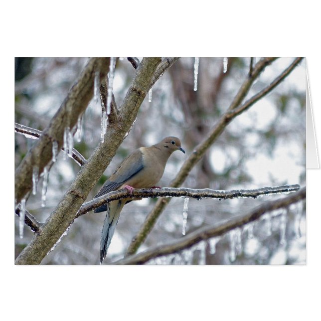 La colombe en deuil (Devant horizontal)