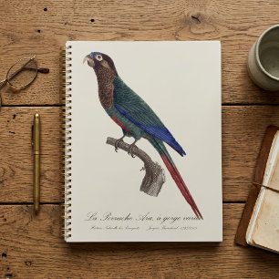 La conure emmaillotée, Pyrrhura Picta