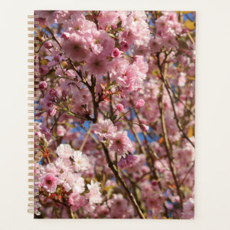La couleur printanière vive de la floraison de cer