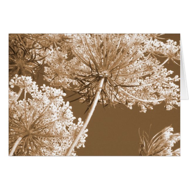 La dentelle de la reine Ann (Devant Horizontal)