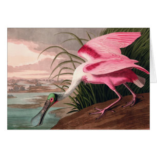 La faune des oiseaux d'Audubon de Spoonbill Roseat