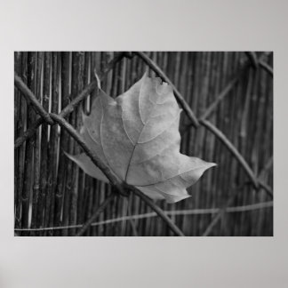 La feuille d'érable sèche - affiche