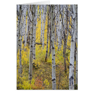 La forêt d'Aspen dans la couleur de l'automne de p
