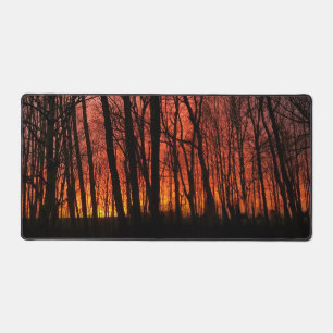 La forêt de Firey Sunset