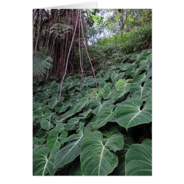 La forêt tropicale hawaïenne (Devant)