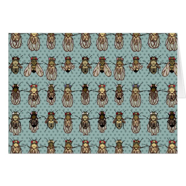 La génétique de mouche à fruit de drosophile (Devant horizontal)