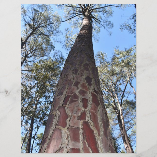 La Gerche Ponderosa Pine Paper Sheet (Front)