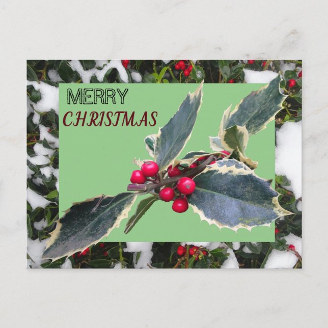 La Holly européenne avec la carte postale de Noël  (Devant)