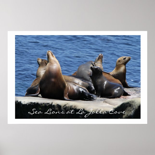La Jolla Cove Sea Lions Poster (Front)