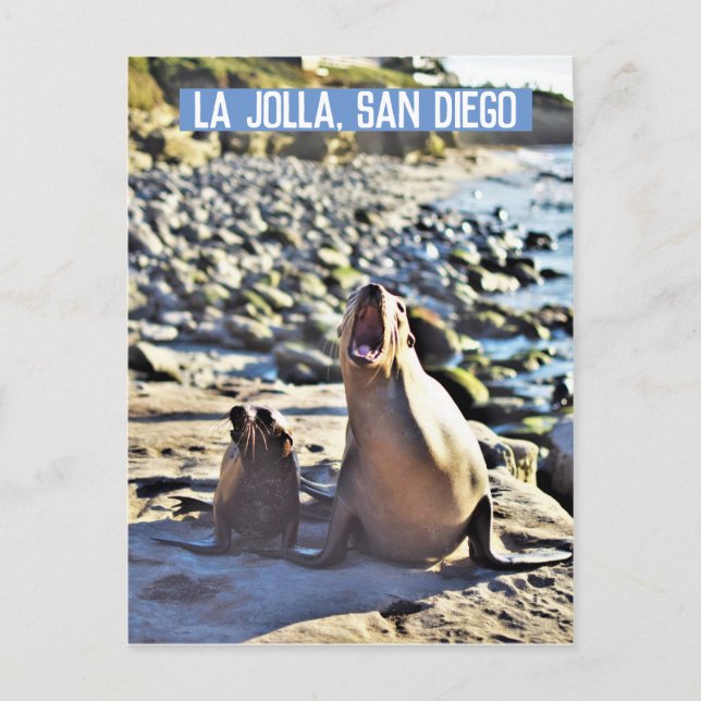 La Jolla Seals Holiday Postcard (Front)