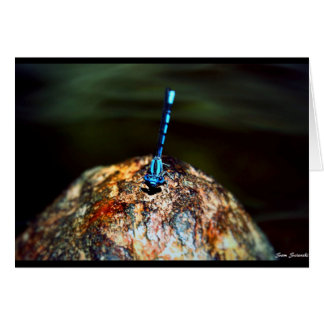 La libellule solitaire