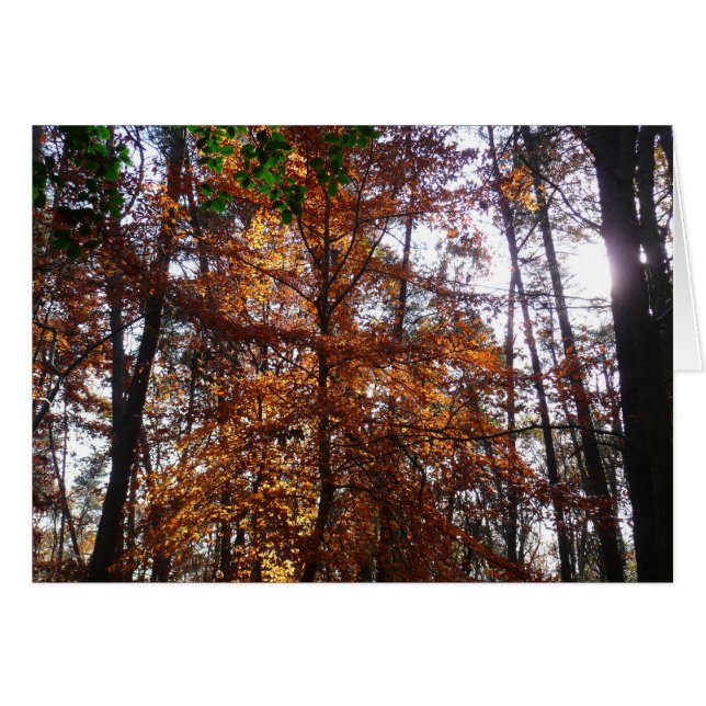 La lumière du soleil dans l'arbre d'automne de la  (Devant Horizontal)