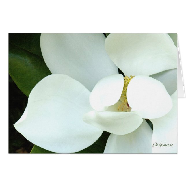 La magnolia de Bobby II (Devant horizontal)