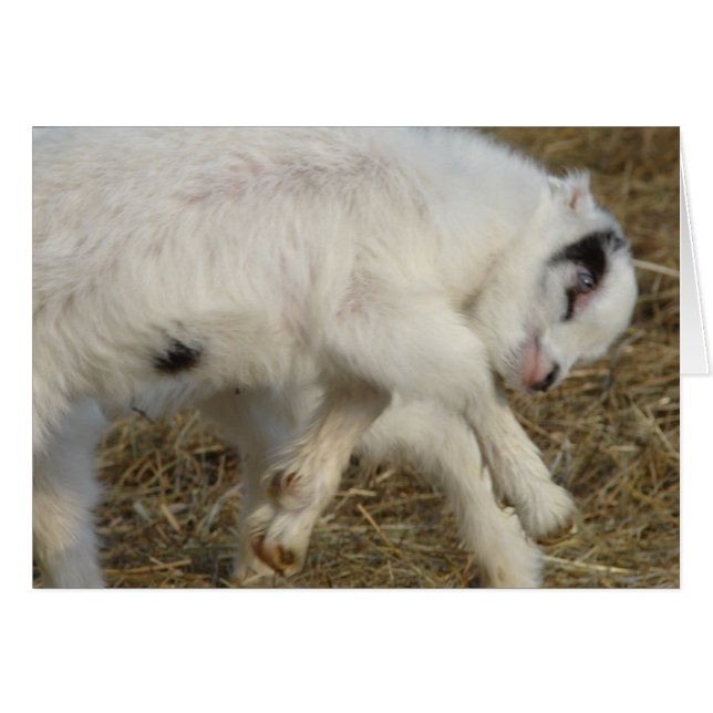 La Mancha Billy Enfant En Jeu (Devant horizontal)