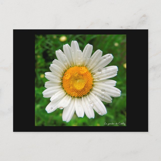 La marguerite postcard (Front)