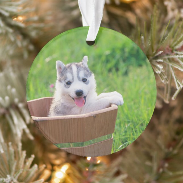 La marionnette sibérienne Husky dans un pot (Arbre)