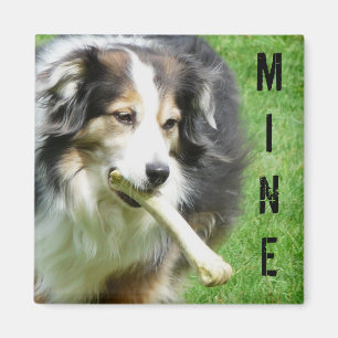 LA MIENNE ! Magnet de berger australien