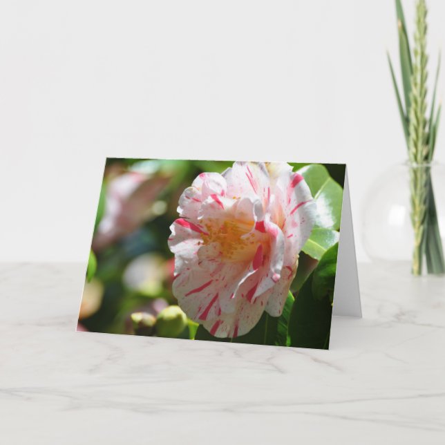 La Peppermint Camellia Close Up - Frameable Art Card (Front)