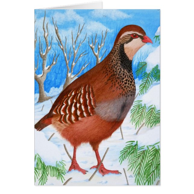 La perdrix à pieds rouges (Devant)