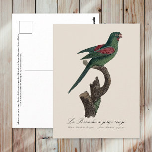 La Perruche a gorge rouge  Postcard