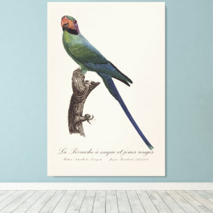 La Perruche a nuque et joues rouges Canvas Print